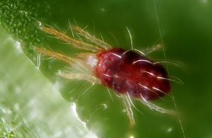 spider mites