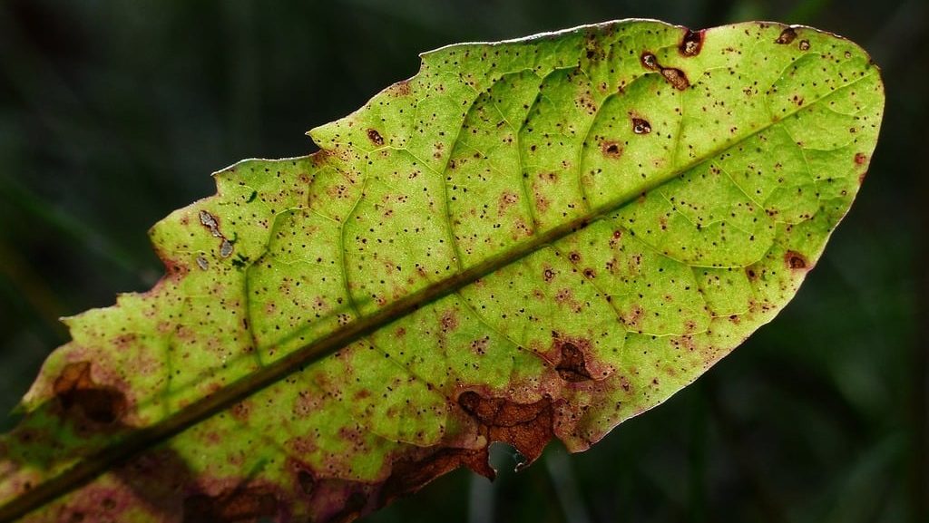 spots on leaves