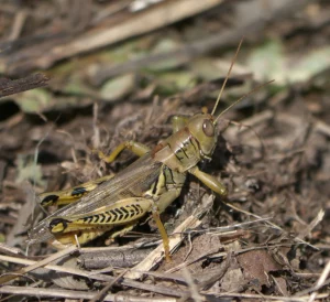 striped ground crickets