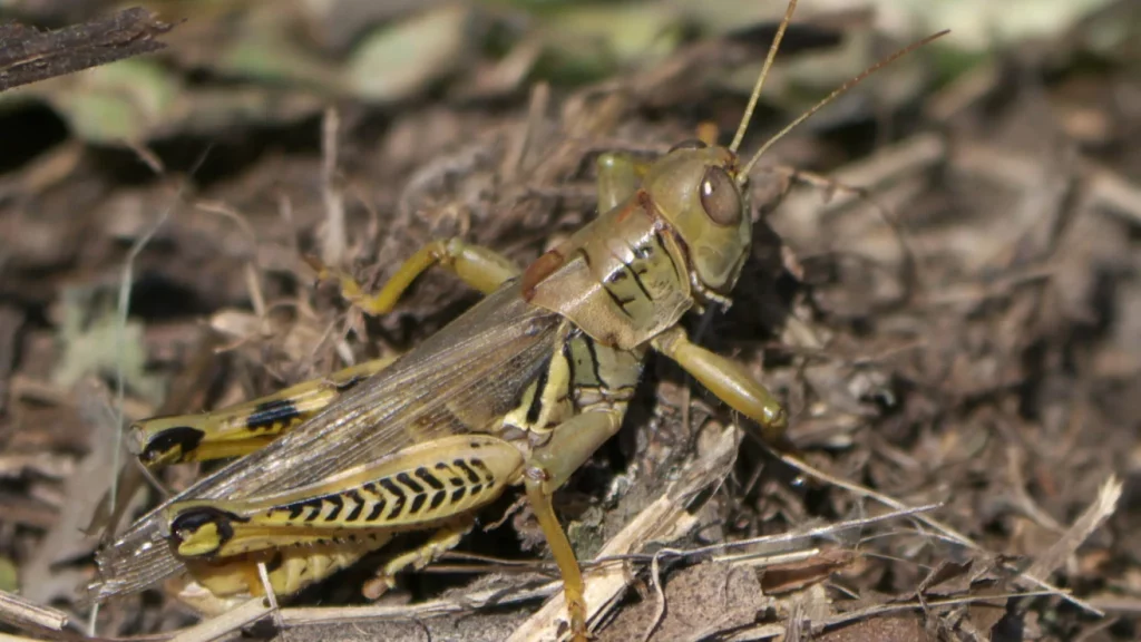 striped ground crickets