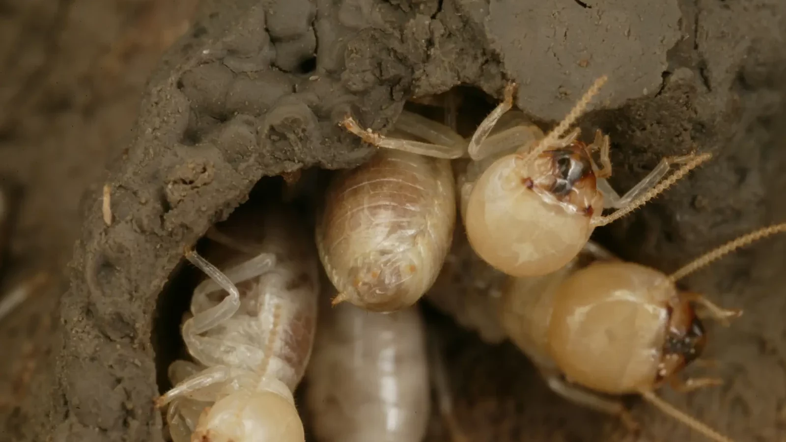 termites, termite droppings