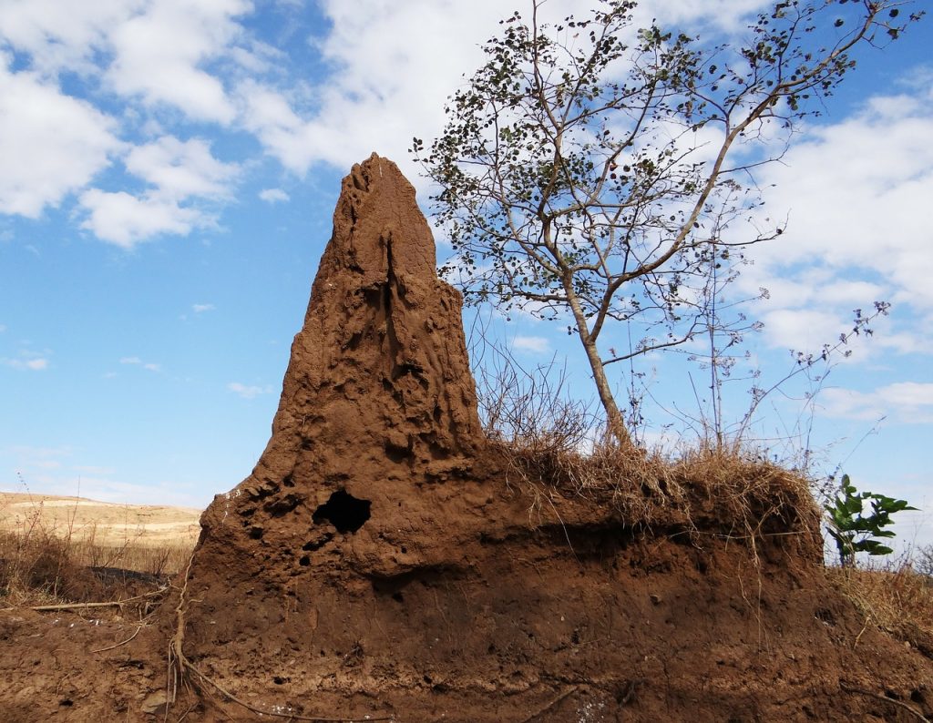 termite hill