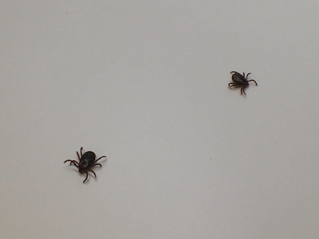 ticks in home