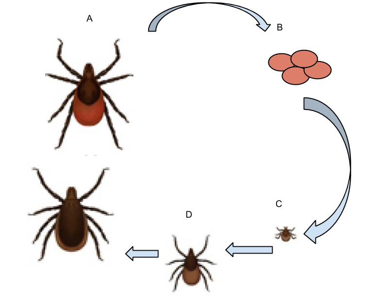 ticks lifecycle