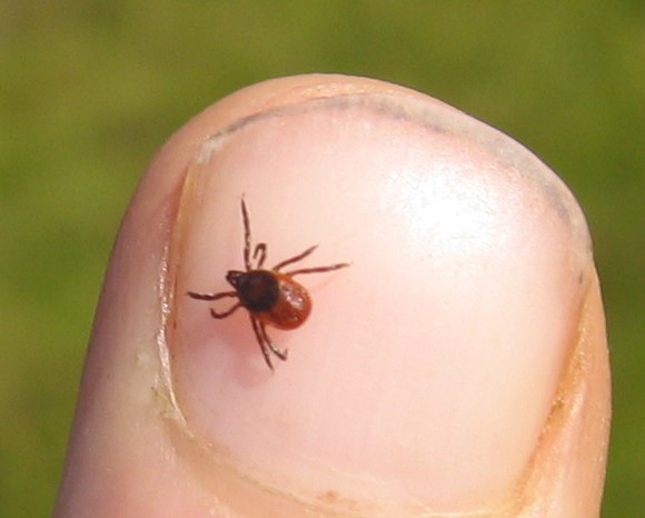 ticks on human hand