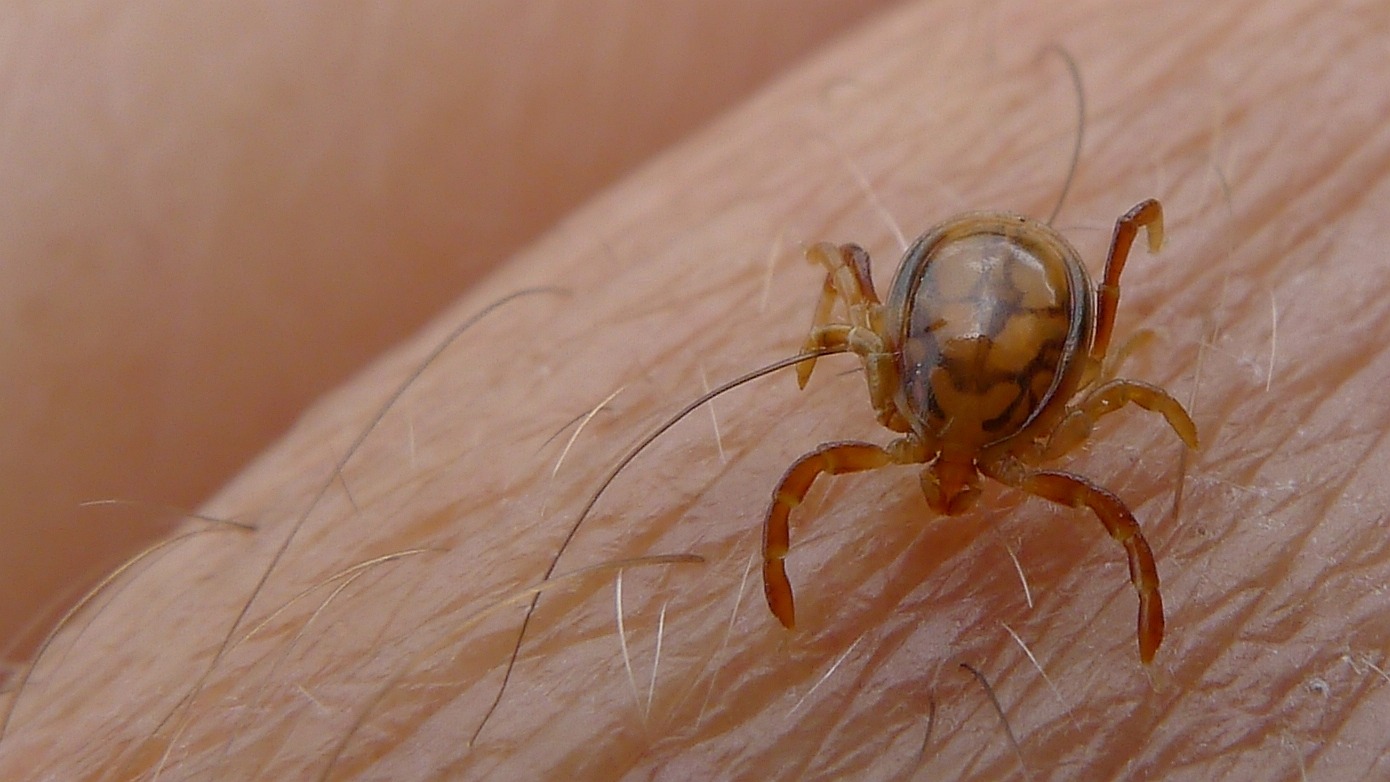 ticks on humans