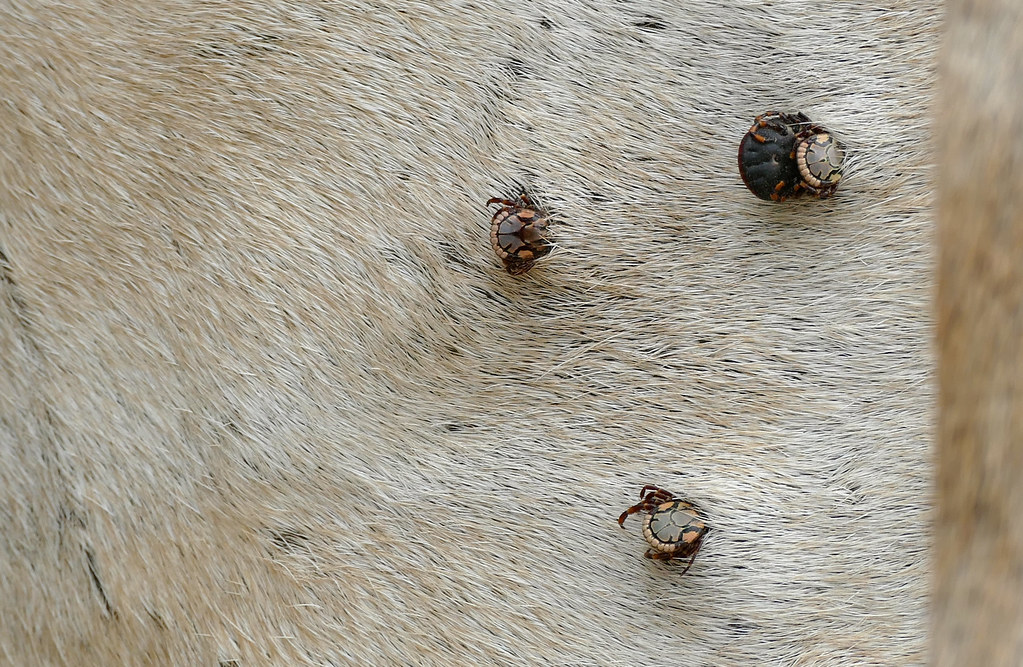 ticks