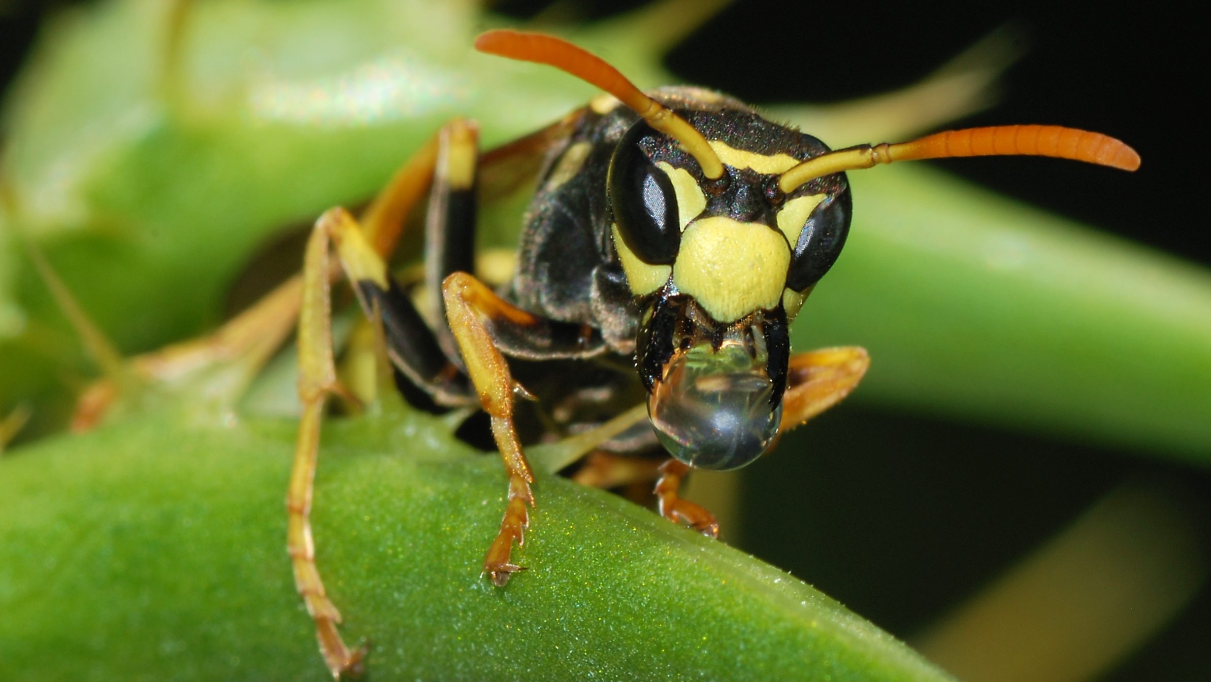 wasp removal and control service