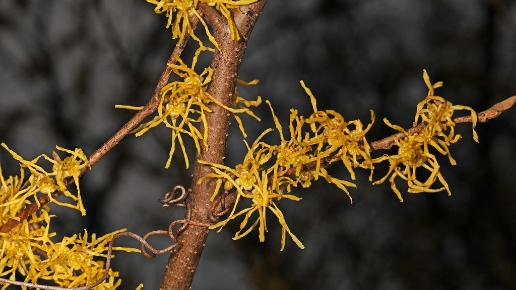 2 tablespoons of witch hazel