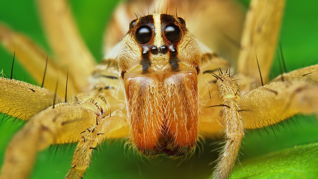 wolf spider