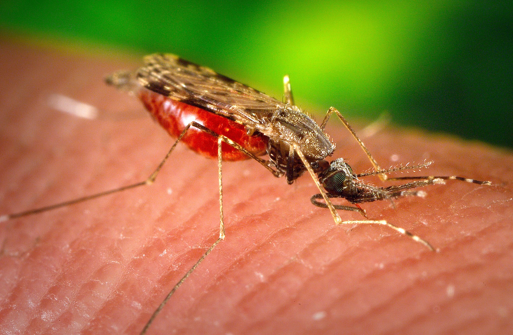 Mosquito on human skin 