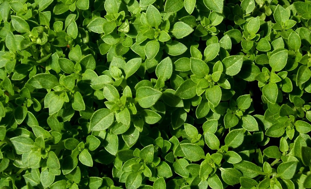 Basil Plant Fly Repellent