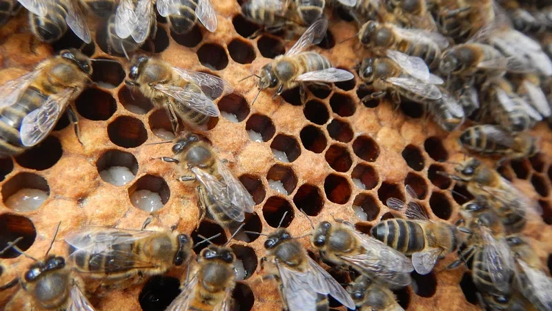 bumblebee nest