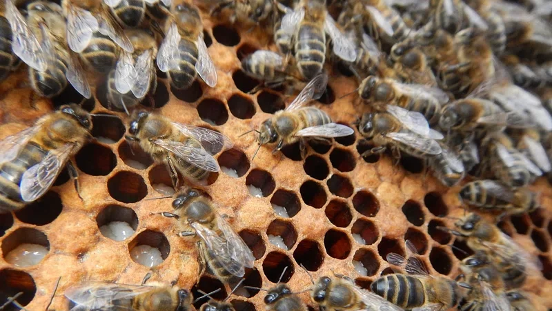 Bumblebee nesting spots