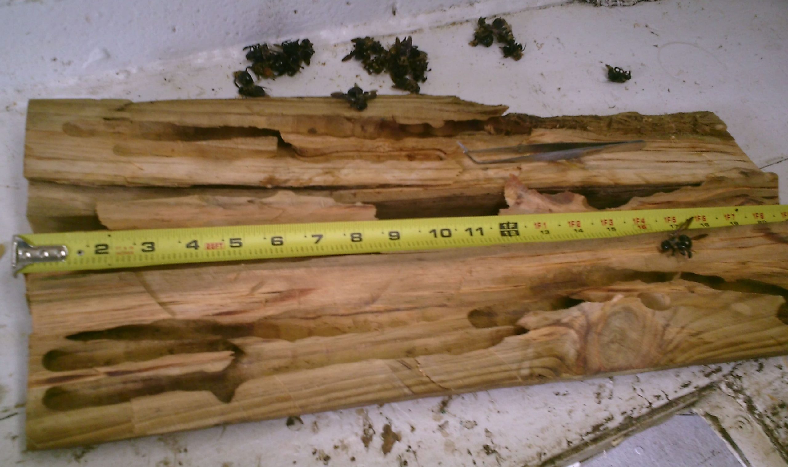 Carpenter Bee Nest