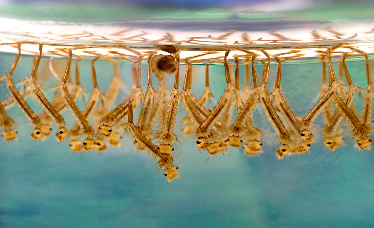 Mosquito larvae in standing water