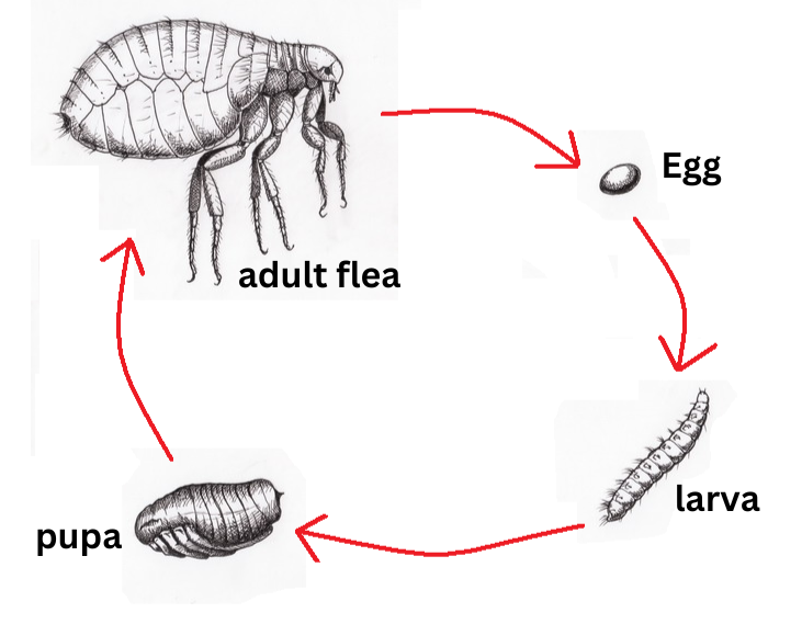 fleas lifecycle