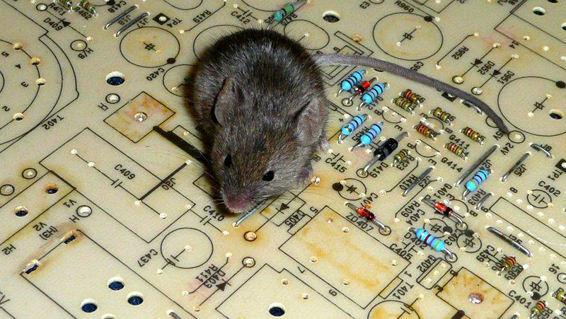 electrical trap for rodents