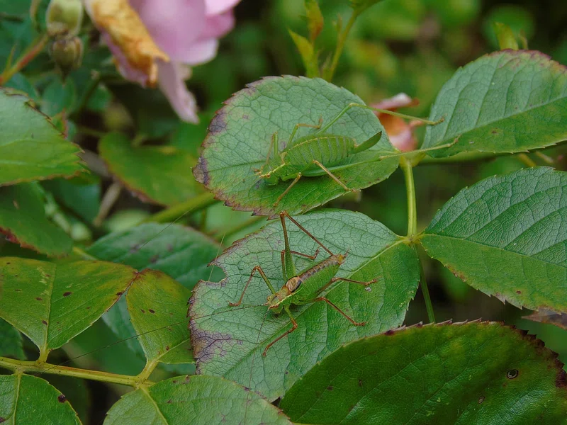 Gnats plant damage