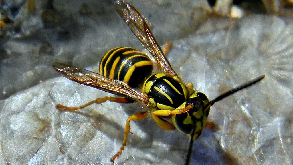 Southern yellowjacket