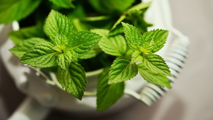 4. Peppermint Oil Spray