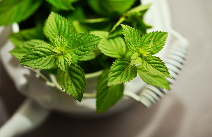 peppermint oil spray for pest control