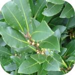 Bay Leaves (3-4 per Shelf or Drawer)