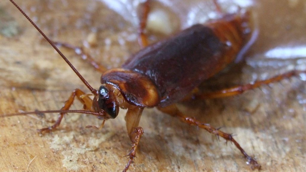 american cockroaches health risk