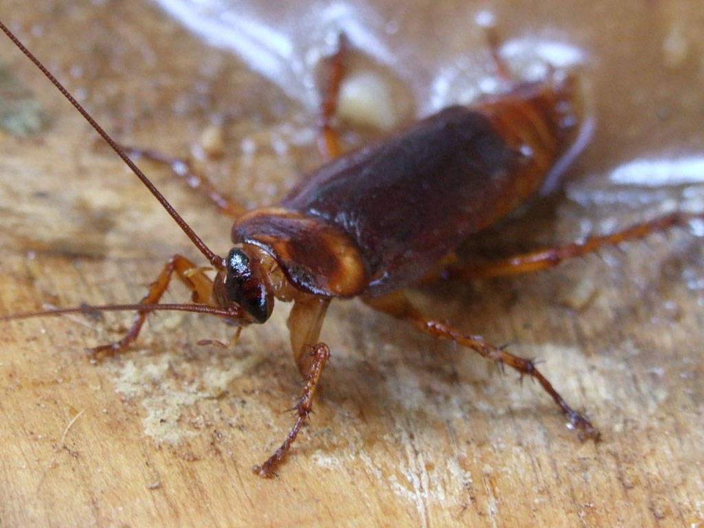 american cockroaches health risk