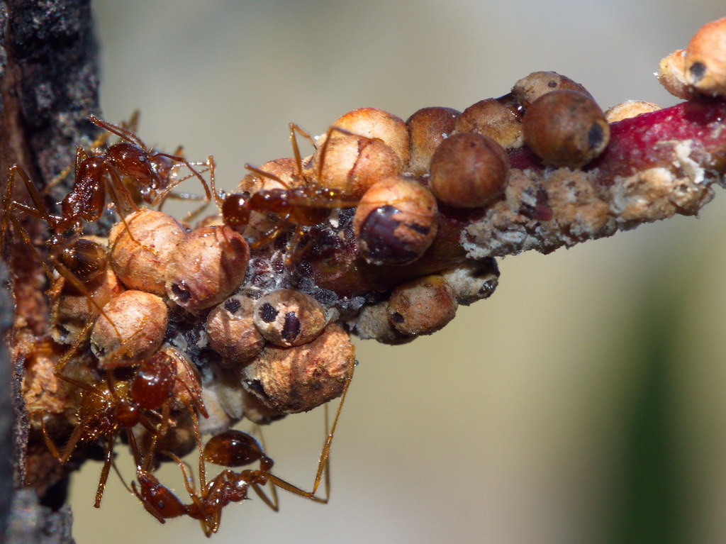 ants eggs