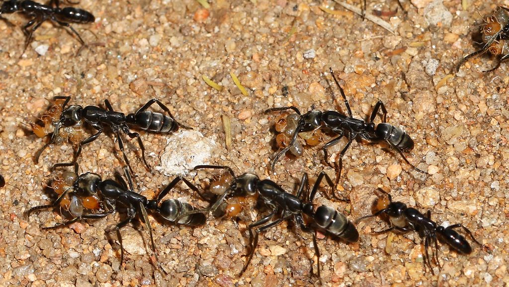 difference between ant and termite