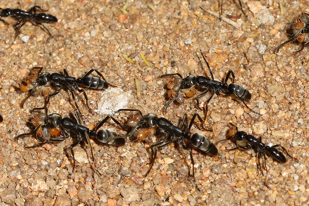 difference between ant and termite