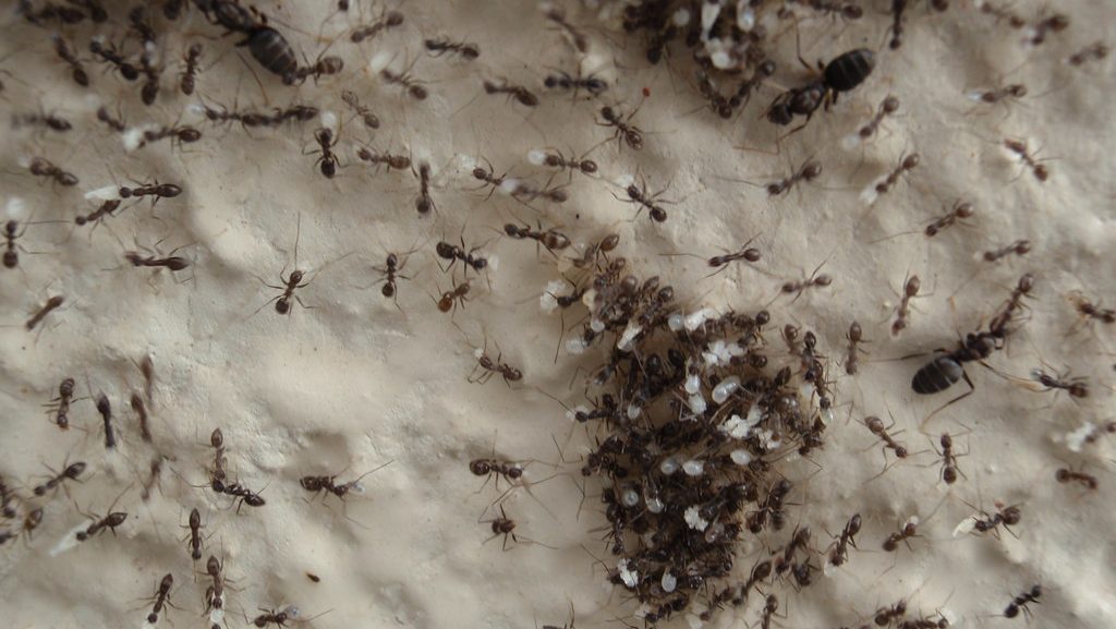 ants communicating in colony