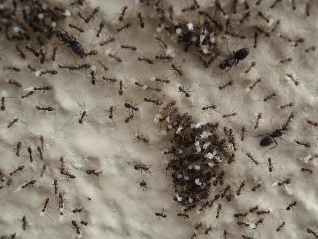 ants communicating in colony