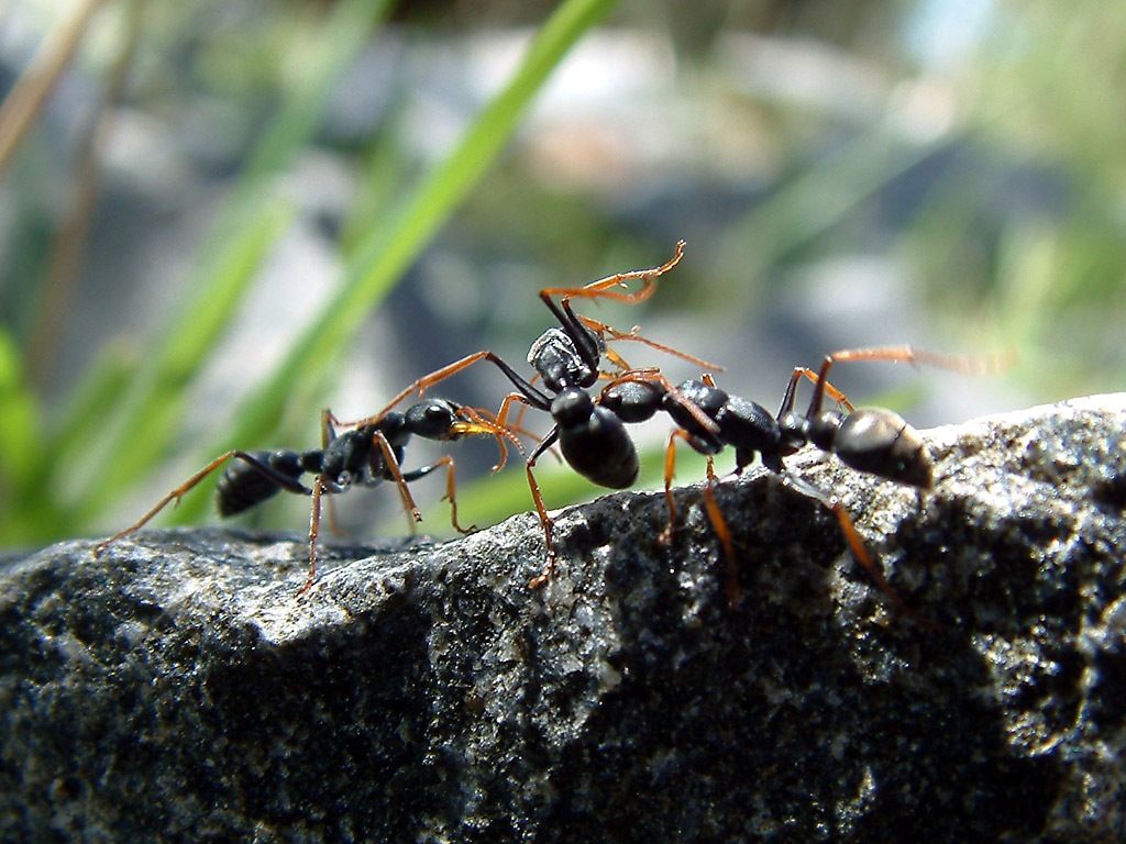 ant fights