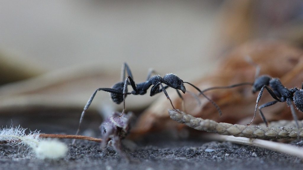 smell that ant hates