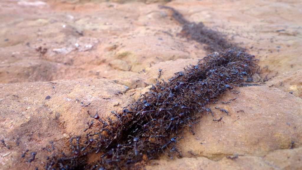 ant trail