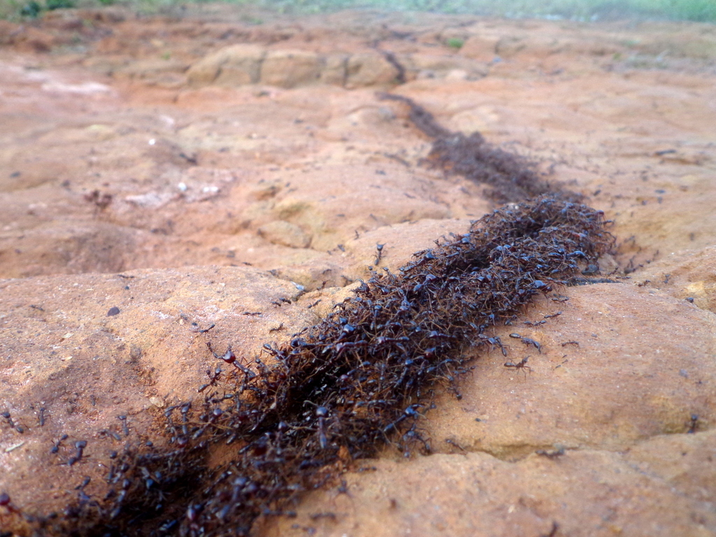 ant trail