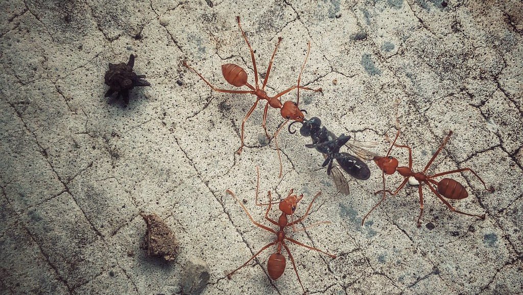 ants vs. fire ants