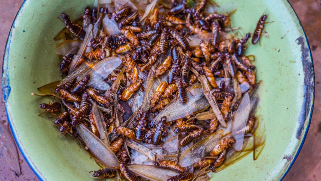 cockroaches