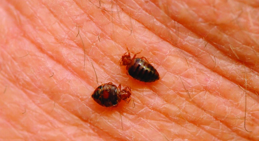 bed bug reproduction