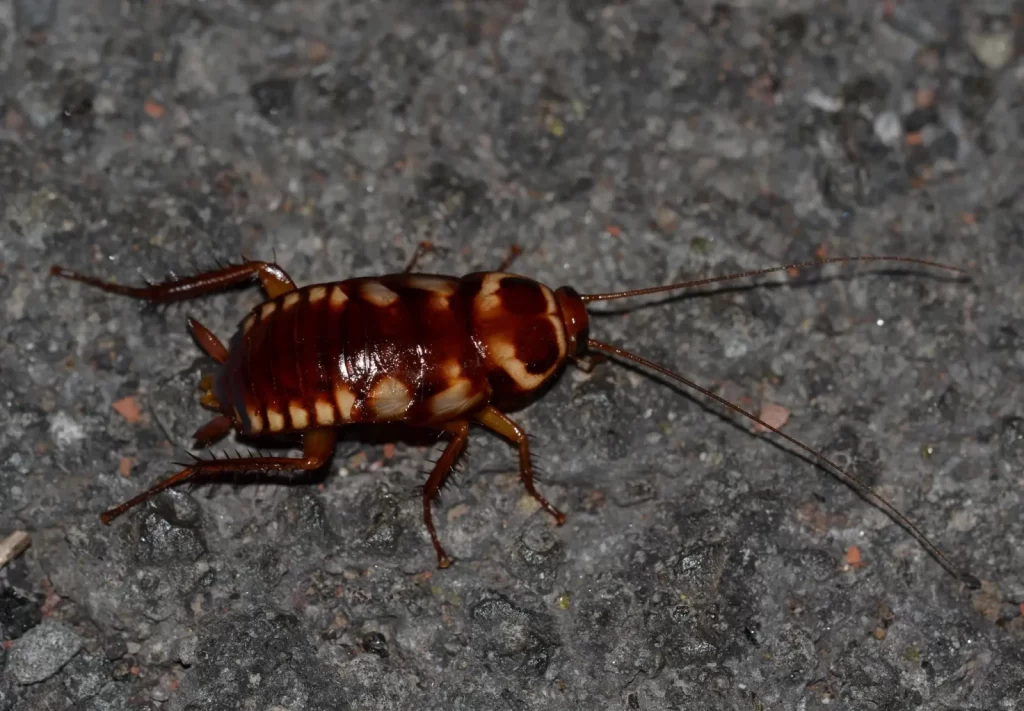 brown banded cockroach