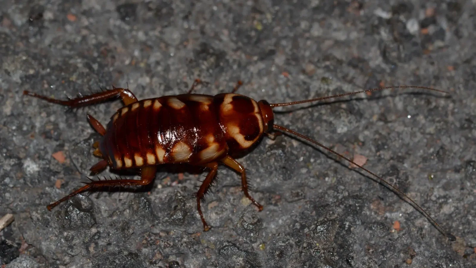 Brown-Banded Cockroach