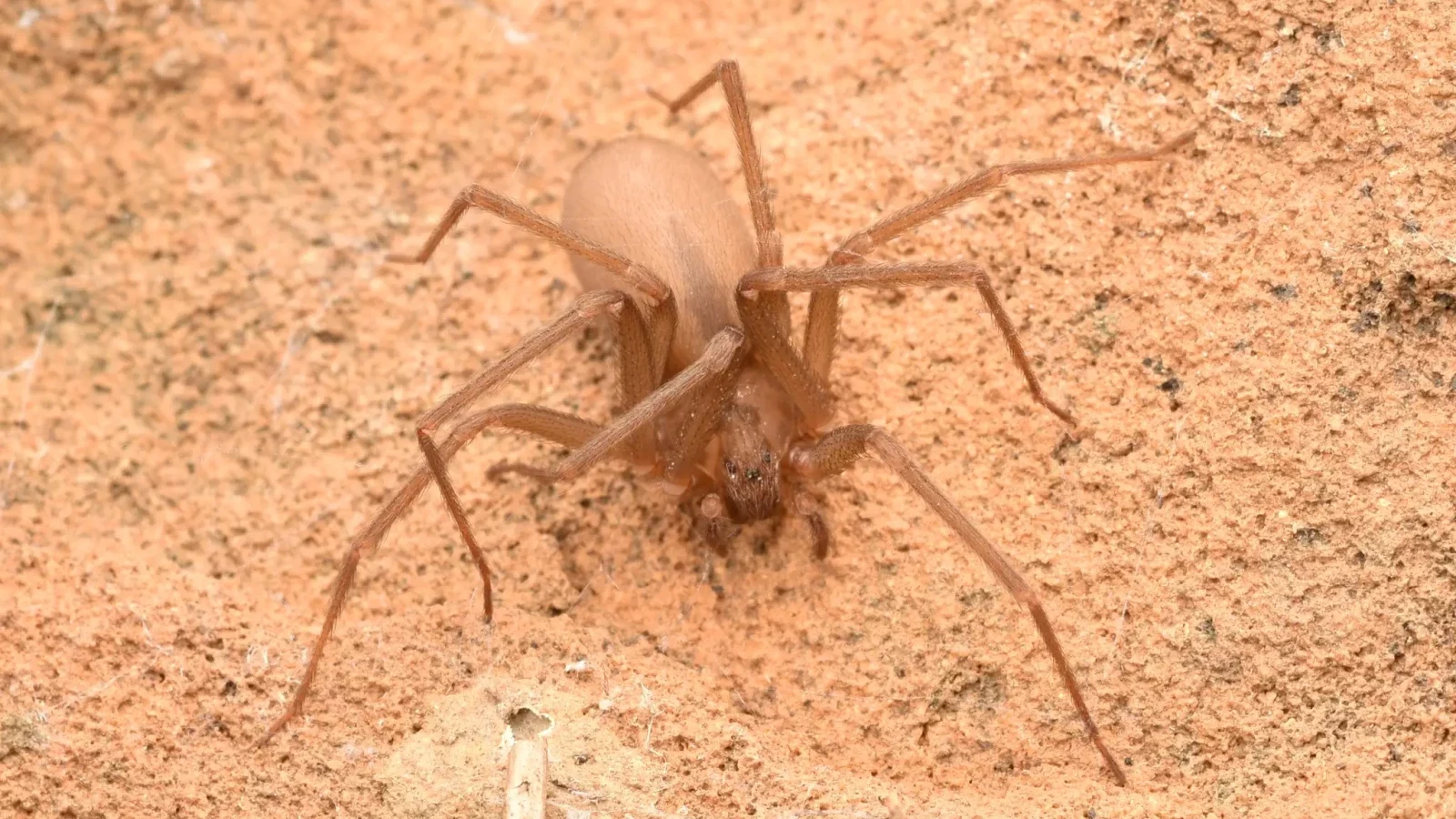 brown recluse spider