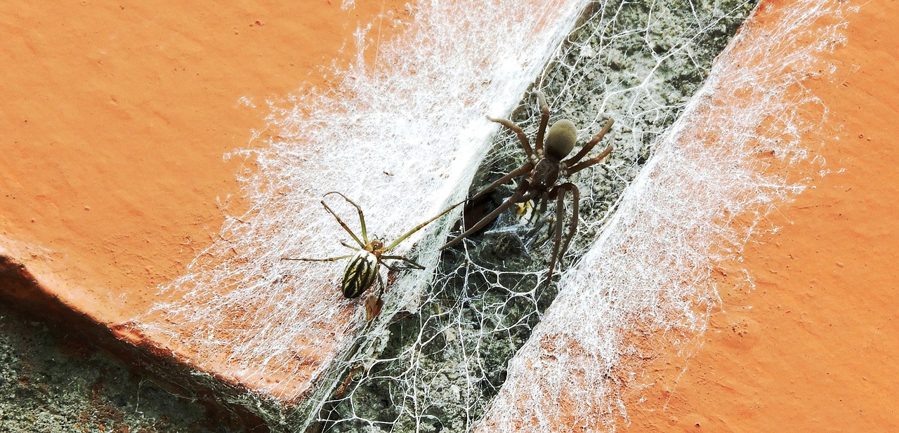 brown recluse vs desert rescluse