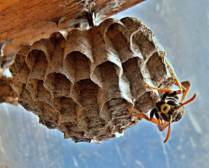 nest of bumble bee near home