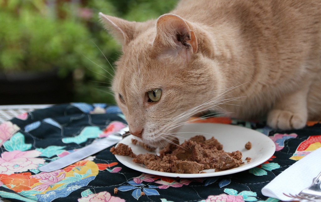 ants attack on cat food