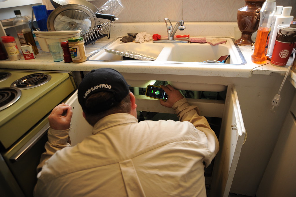 cockroaches search in kitchen cabinets