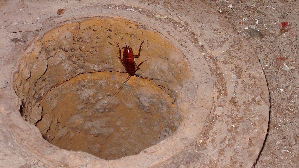 Cockroach hiding in drain