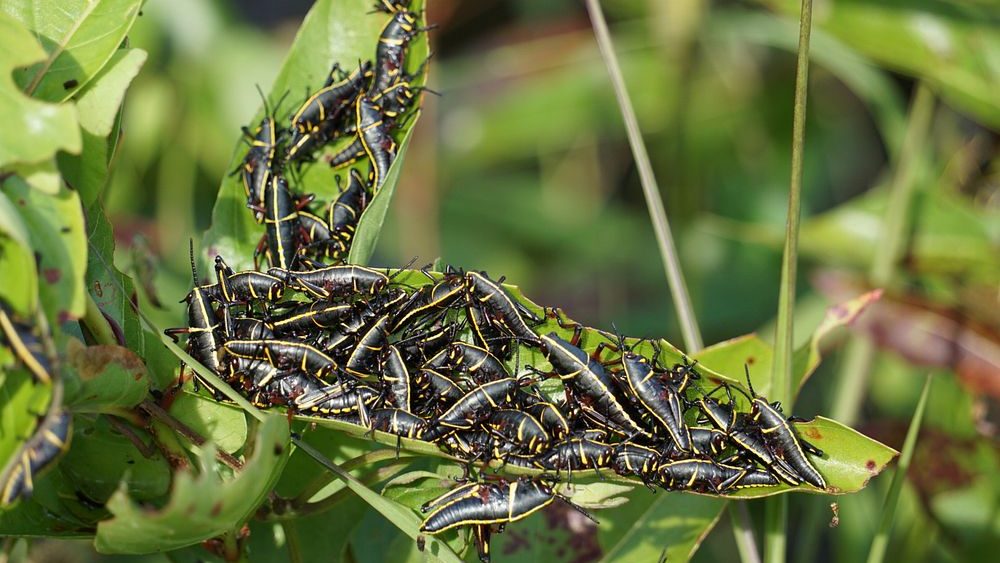 Gnawed Plants